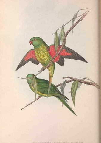 Reproducción/Reproduction 36143978603: The birds of Australia.. London,Printed by R. and J. E. Taylor; pub. by the author,[1840]-48.
