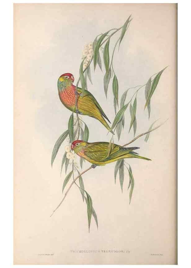 Reproducción/Reproduction 36143979273: The birds of Australia.. London,Printed by R. and J. E. Taylor; pub. by the author,[1840]-48.