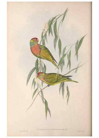 Reproducción/Reproduction 36143979273: The birds of Australia.. London,Printed by R. and J. E. Taylor; pub. by the author,[1840]-48.