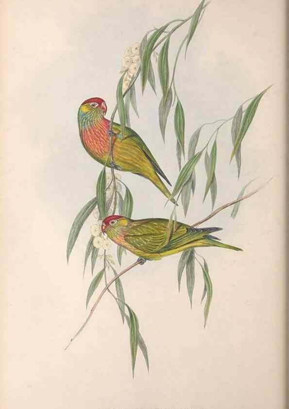 Reproducción/Reproduction 36143979273: The birds of Australia.. London,Printed by R. and J. E. Taylor; pub. by the author,[1840]-48.