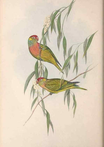 Reproducción/Reproduction 36143979273: The birds of Australia.. London,Printed by R. and J. E. Taylor; pub. by the author,[1840]-48.