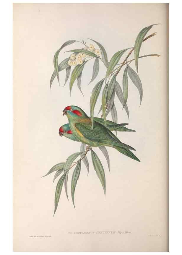 Reproducción/Reproduction 36143979813: The birds of Australia.. London,Printed by R. and J. E. Taylor; pub. by the author,[1840]-48.