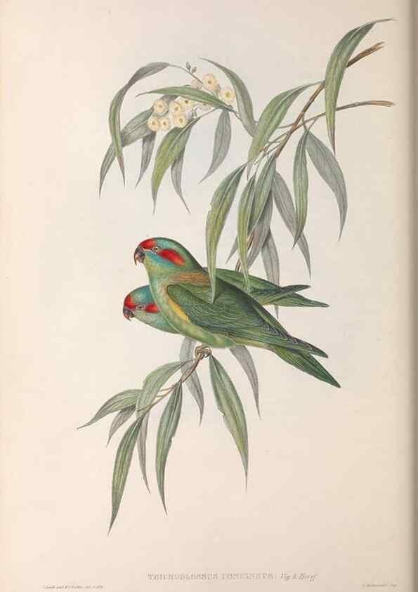Reproducción/Reproduction 36143979813: The birds of Australia.. London,Printed by R. and J. E. Taylor; pub. by the author,[1840]-48.