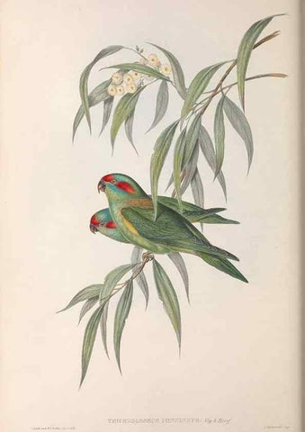 Reproducción/Reproduction 36143979813: The birds of Australia.. London,Printed by R. and J. E. Taylor; pub. by the author,[1840]-48.