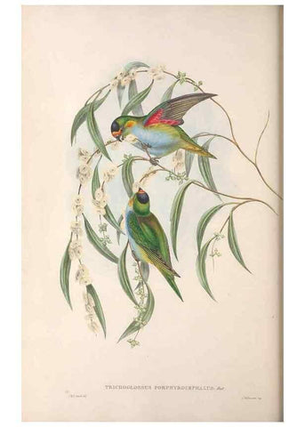 Reproducción/Reproduction 36143980423: The birds of Australia.. London,Printed by R. and J. E. Taylor; pub. by the author,[1840]-48.