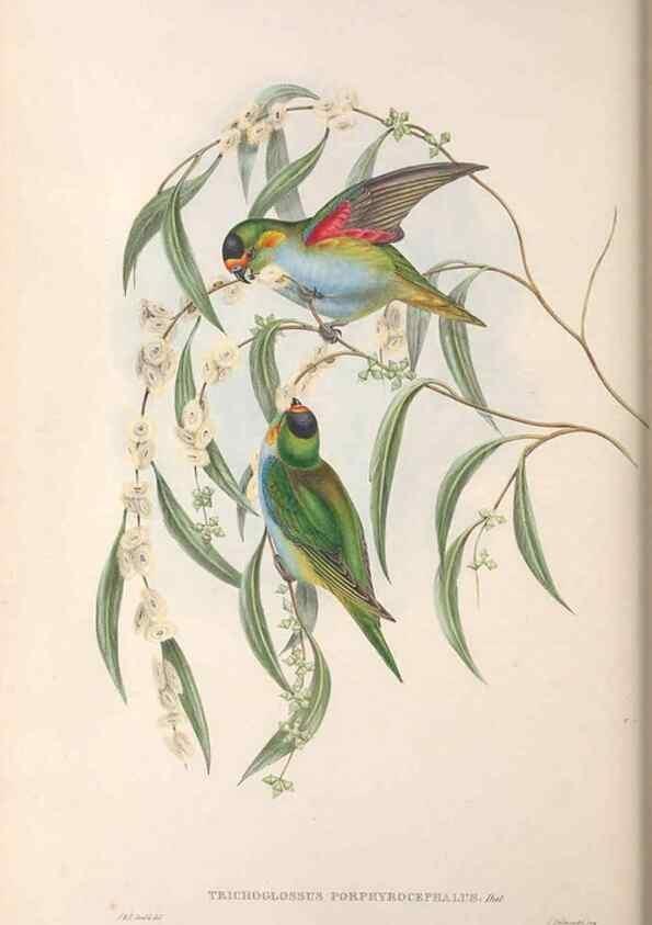 Reproducción/Reproduction 36143980423: The birds of Australia.. London,Printed by R. and J. E. Taylor; pub. by the author,[1840]-48.