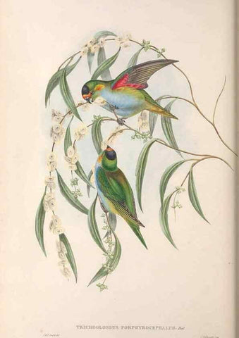 Reproducción/Reproduction 36143980423: The birds of Australia.. London,Printed by R. and J. E. Taylor; pub. by the author,[1840]-48.