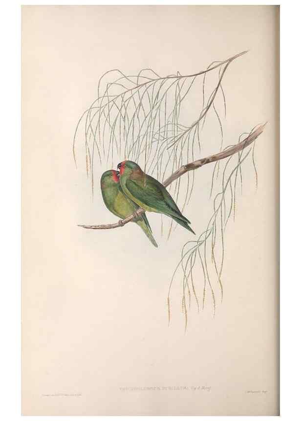 Reproducción/Reproduction 36143981073: The birds of Australia.. London,Printed by R. and J. E. Taylor; pub. by the author,[1840]-48.