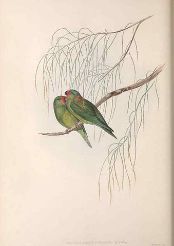 Reproducción/Reproduction 36143981073: The birds of Australia.. London,Printed by R. and J. E. Taylor; pub. by the author,[1840]-48.