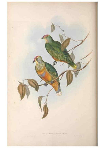 Reproducción/Reproduction 36952397435: The birds of Australia.. London,Printed by R. and J. E. Taylor; pub. by the author,[1840]-48.