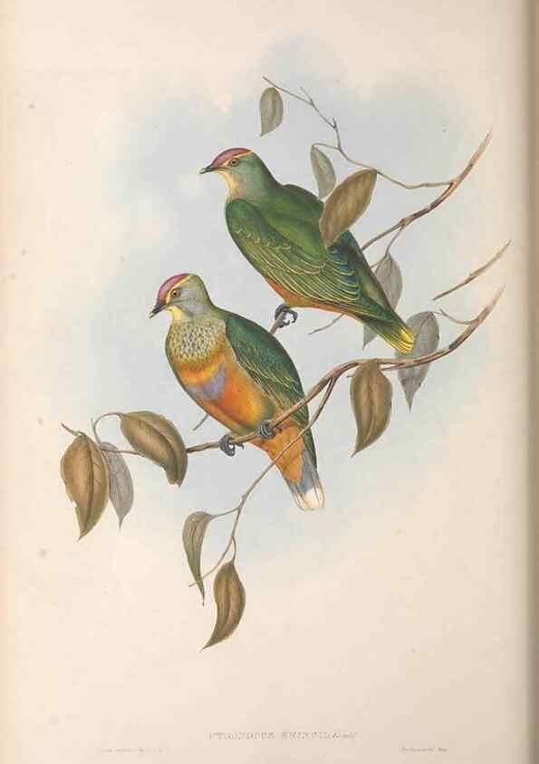 Reproducción/Reproduction 36952397435: The birds of Australia.. London,Printed by R. and J. E. Taylor; pub. by the author,[1840]-48.