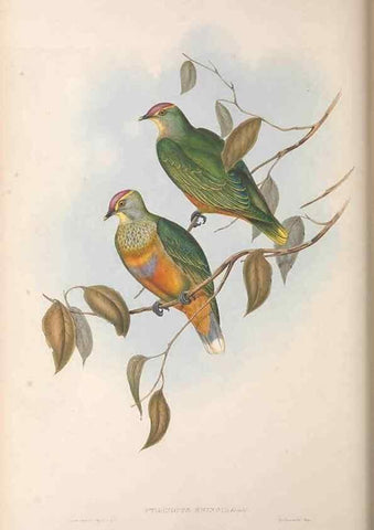 Reproducción/Reproduction 36952397435: The birds of Australia.. London,Printed by R. and J. E. Taylor; pub. by the author,[1840]-48.