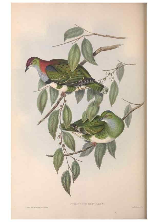 Reproducción/Reproduction 36952399655: The birds of Australia.. London,Printed by R. and J. E. Taylor; pub. by the author,[1840]-48.