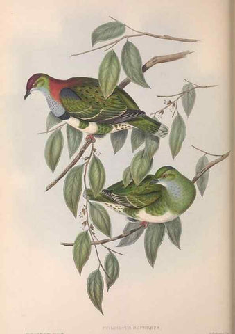 Reproducción/Reproduction 36952399655: The birds of Australia.. London,Printed by R. and J. E. Taylor; pub. by the author,[1840]-48.