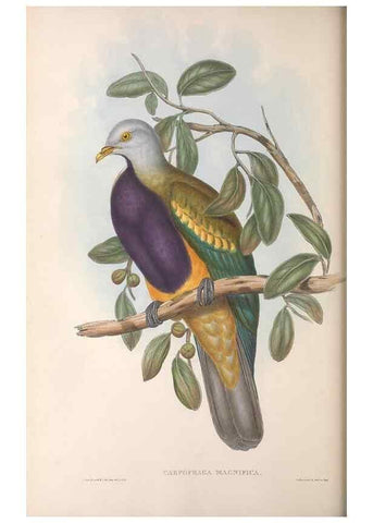 Reproducción/Reproduction 36952402035: The birds of Australia.. London,Printed by R. and J. E. Taylor; pub. by the author,[1840]-48.