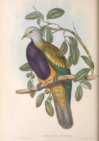 Reproducción/Reproduction 36952402035: The birds of Australia.. London,Printed by R. and J. E. Taylor; pub. by the author,[1840]-48.