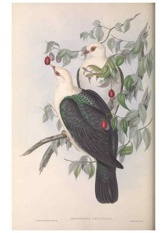 Reproducción/Reproduction 36952403805: The birds of Australia.. London,Printed by R. and J. E. Taylor; pub. by the author,[1840]-48.