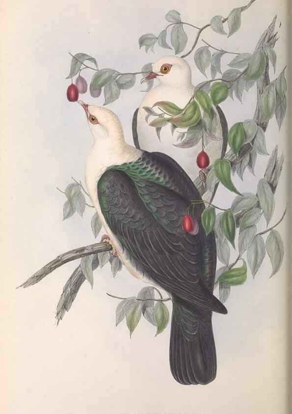Reproducción/Reproduction 36952403805: The birds of Australia.. London,Printed by R. and J. E. Taylor; pub. by the author,[1840]-48.
