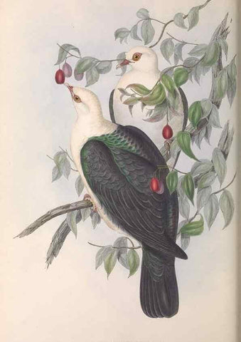Reproducción/Reproduction 36952403805: The birds of Australia.. London,Printed by R. and J. E. Taylor; pub. by the author,[1840]-48.