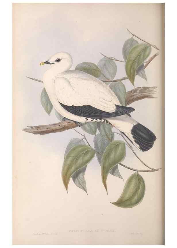 Reproducción/Reproduction 36952405605: The birds of Australia.. London,Printed by R. and J. E. Taylor; pub. by the author,[1840]-48.
