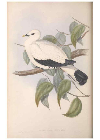Reproducción/Reproduction 36952405605: The birds of Australia.. London,Printed by R. and J. E. Taylor; pub. by the author,[1840]-48.
