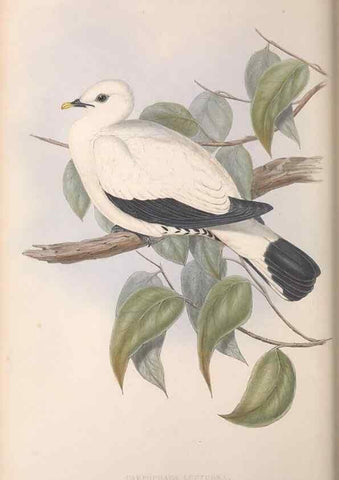 Reproducción/Reproduction 36952405605: The birds of Australia.. London,Printed by R. and J. E. Taylor; pub. by the author,[1840]-48.