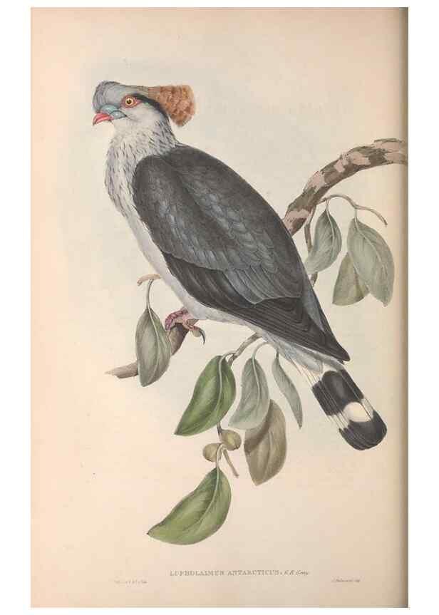 Reproducción/Reproduction 36952407055: The birds of Australia.. London,Printed by R. and J. E. Taylor; pub. by the author,[1840]-48.