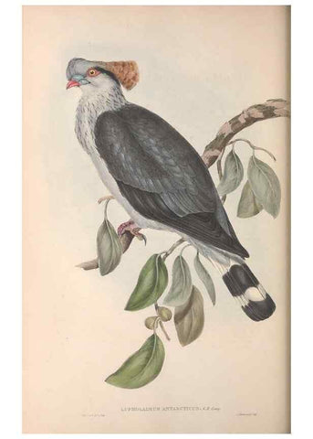 Reproducción/Reproduction 36952407055: The birds of Australia.. London,Printed by R. and J. E. Taylor; pub. by the author,[1840]-48.