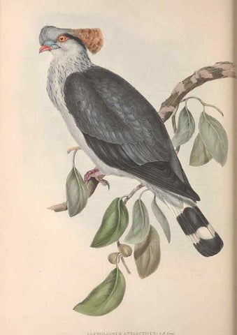 Reproducción/Reproduction 36952407055: The birds of Australia.. London,Printed by R. and J. E. Taylor; pub. by the author,[1840]-48.