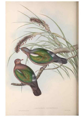 Reproducción/Reproduction 36952409035: The birds of Australia.. London,Printed by R. and J. E. Taylor; pub. by the author,[1840]-48.