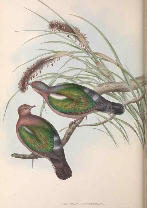 Reproducción/Reproduction 36952409035: The birds of Australia.. London,Printed by R. and J. E. Taylor; pub. by the author,[1840]-48.
