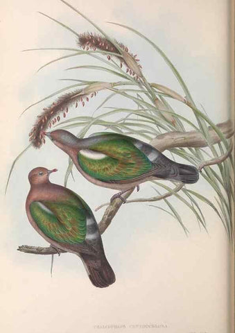 Reproducción/Reproduction 36952409035: The birds of Australia.. London,Printed by R. and J. E. Taylor; pub. by the author,[1840]-48.