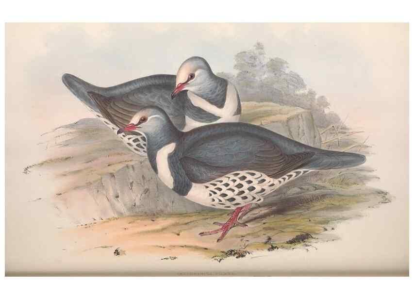 Reproducción/Reproduction 36952410535: The birds of Australia.. London,Printed by R. and J. E. Taylor; pub. by the author,[1840]-48.