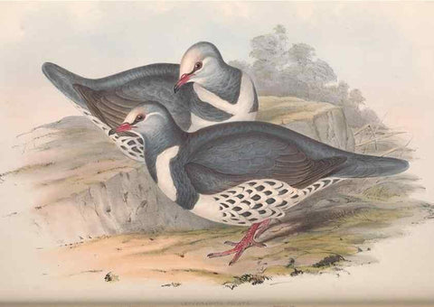 Reproducción/Reproduction 36952410535: The birds of Australia.. London,Printed by R. and J. E. Taylor; pub. by the author,[1840]-48.