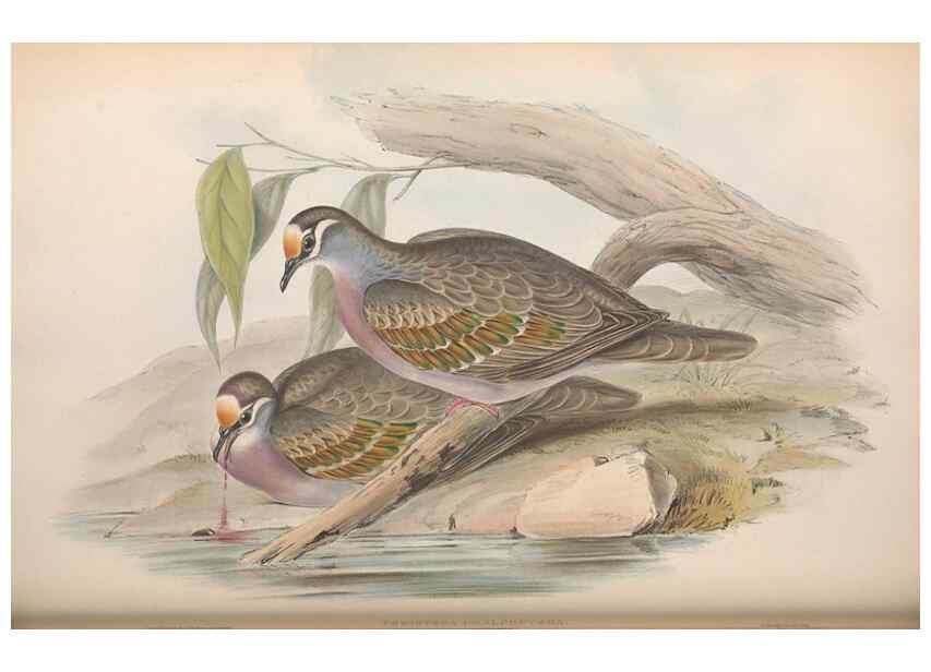 Reproducción/Reproduction 36117896394: The birds of Australia.. London,Printed by R. and J. E. Taylor; pub. by the author,[1840]-48.