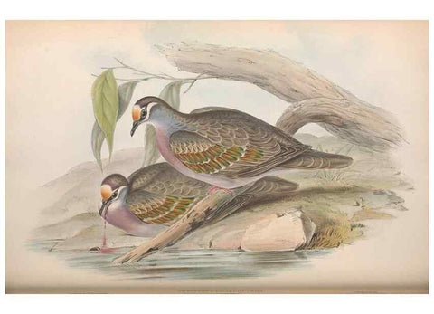 Reproducción/Reproduction 36117896394: The birds of Australia.. London,Printed by R. and J. E. Taylor; pub. by the author,[1840]-48.