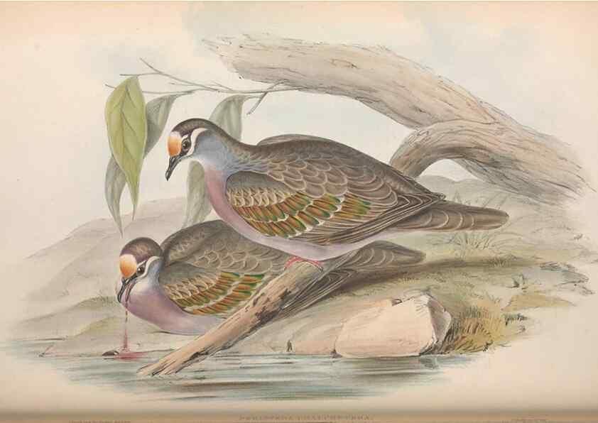 Reproducción/Reproduction 36117896394: The birds of Australia.. London,Printed by R. and J. E. Taylor; pub. by the author,[1840]-48.