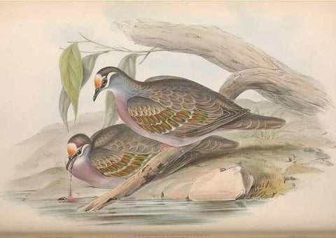 Reproducción/Reproduction 36117896394: The birds of Australia.. London,Printed by R. and J. E. Taylor; pub. by the author,[1840]-48.