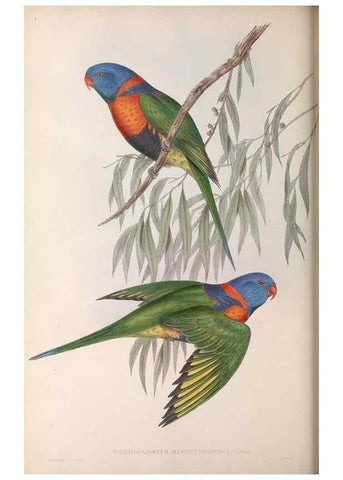 Reproducción/Reproduction 36812801761: The birds of Australia.. London,Printed by R. and J. E. Taylor; pub. by the author,[1840]-48.