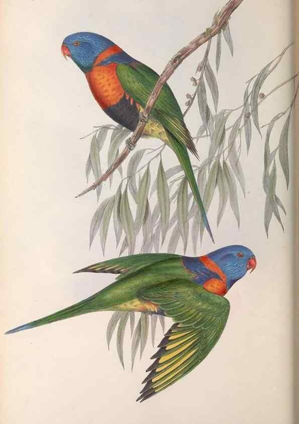 Reproducción/Reproduction 36812801761: The birds of Australia.. London,Printed by R. and J. E. Taylor; pub. by the author,[1840]-48.