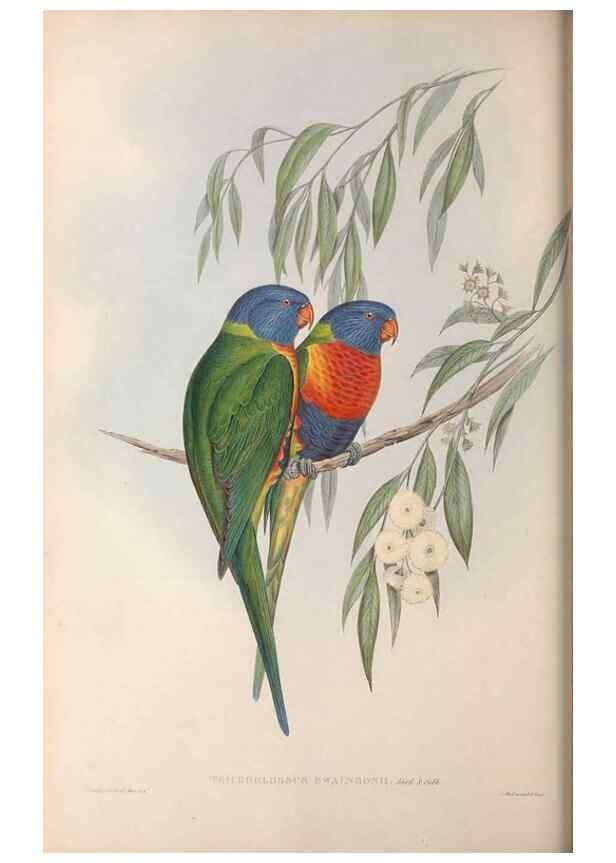 Reproducción/Reproduction 36812799731: The birds of Australia.. London,Printed by R. and J. E. Taylor; pub. by the author,[1840]-48.