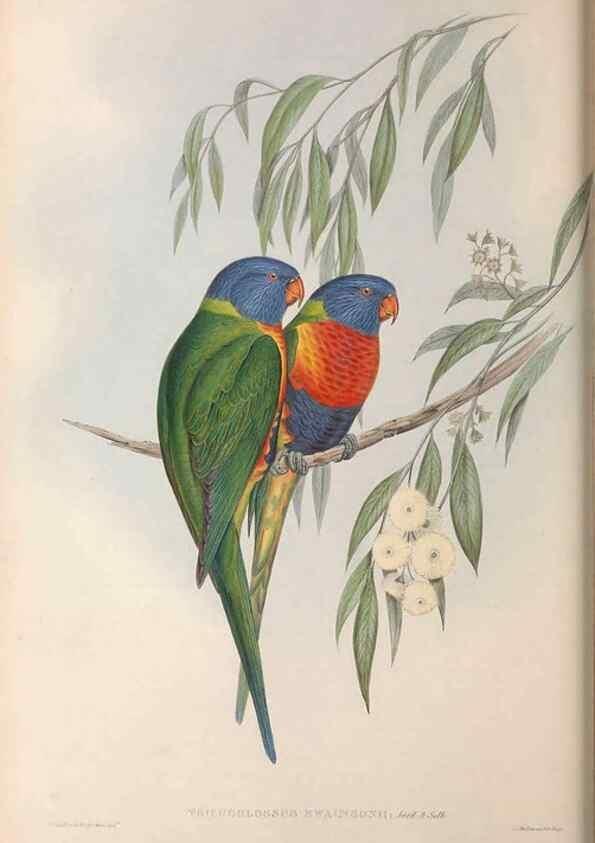 Reproducción/Reproduction 36812799731: The birds of Australia.. London,Printed by R. and J. E. Taylor; pub. by the author,[1840]-48.