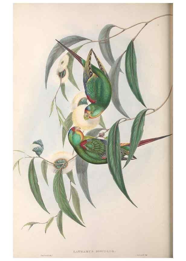 Reproducción/Reproduction 36143975963: The birds of Australia.. London,Printed by R. and J. E. Taylor; pub. by the author,[1840]-48.
