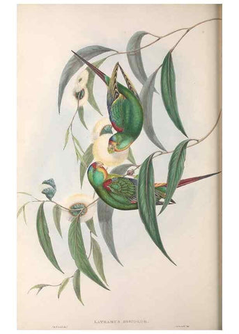 Reproducción/Reproduction 36143975963: The birds of Australia.. London,Printed by R. and J. E. Taylor; pub. by the author,[1840]-48.