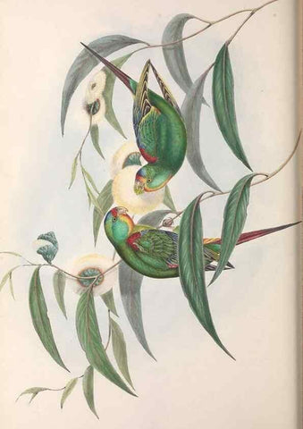 Reproducción/Reproduction 36143975963: The birds of Australia.. London,Printed by R. and J. E. Taylor; pub. by the author,[1840]-48.