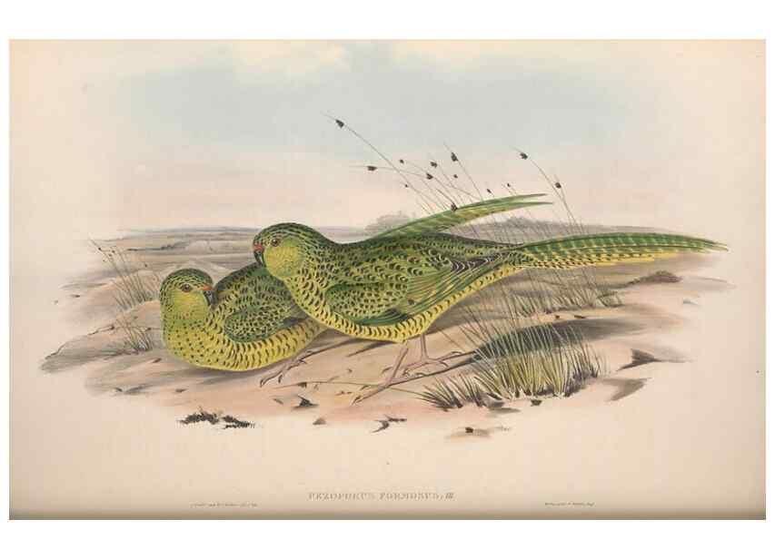 Reproducción/Reproduction 36781339242: The birds of Australia.. London,Printed by R. and J. E. Taylor; pub. by the author,[1840]-48.