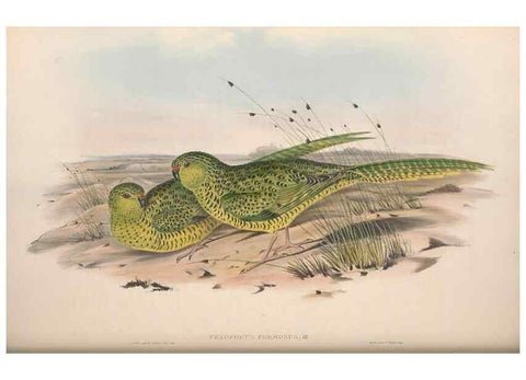 Reproducción/Reproduction 36781339242: The birds of Australia.. London,Printed by R. and J. E. Taylor; pub. by the author,[1840]-48.