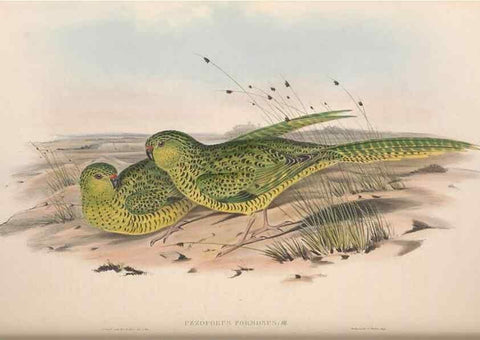 Reproducción/Reproduction 36781339242: The birds of Australia.. London,Printed by R. and J. E. Taylor; pub. by the author,[1840]-48.
