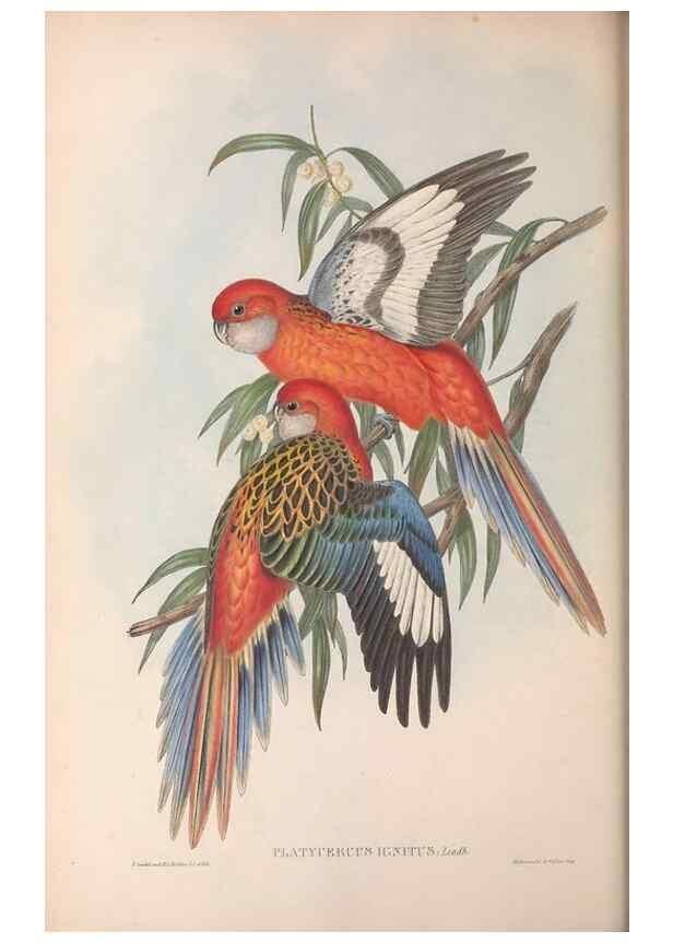 Reproducción/Reproduction 36117840064: The birds of Australia.. London,Printed by R. and J. E. Taylor; pub. by the author,[1840]-48.
