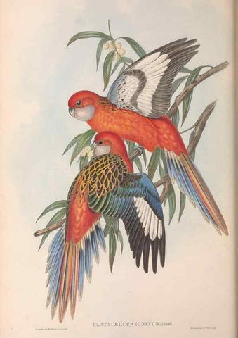 Reproducción/Reproduction 36117840064: The birds of Australia.. London,Printed by R. and J. E. Taylor; pub. by the author,[1840]-48.